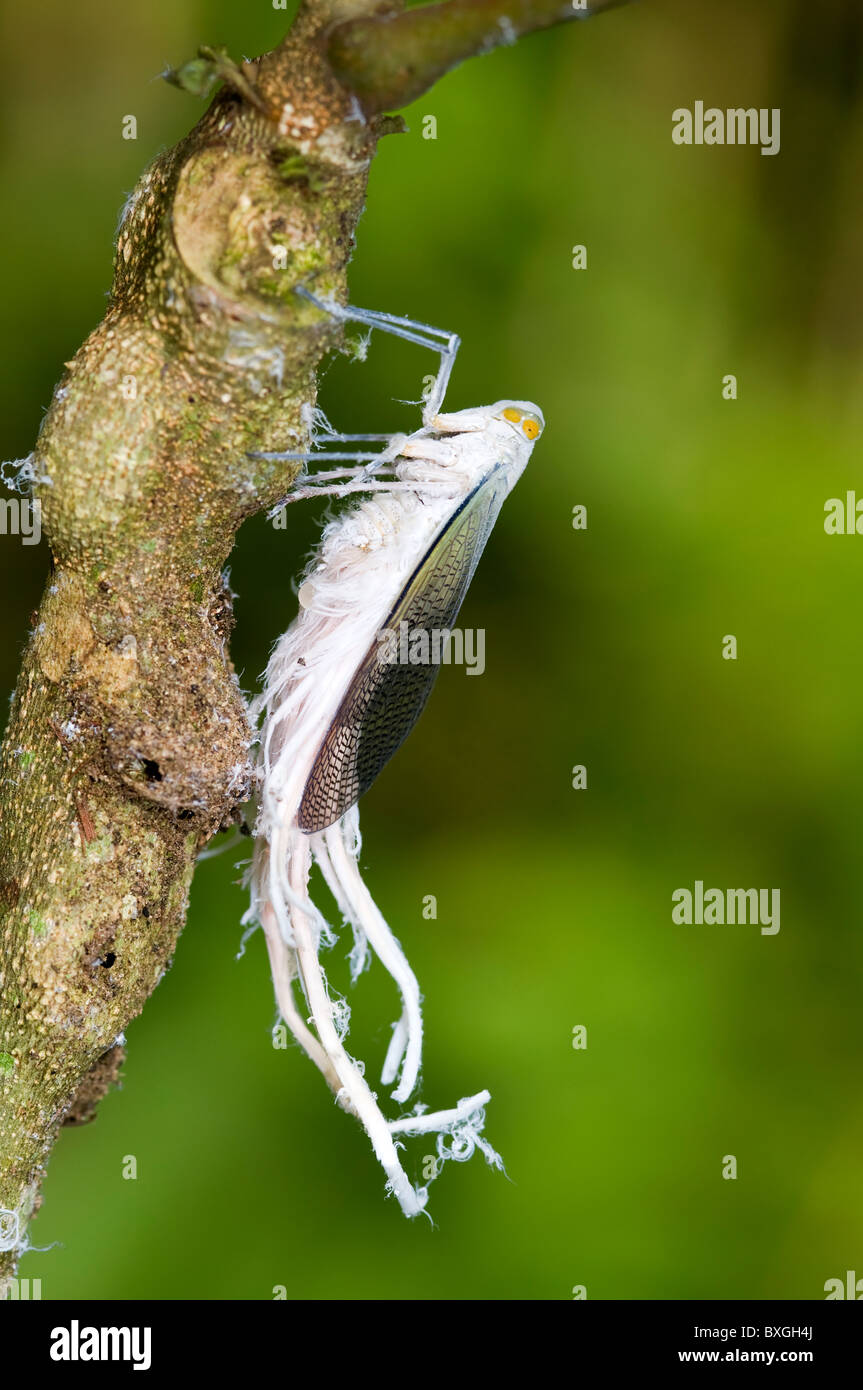 Strange Petrodictya reticularis bug from ecuador Stock Photo