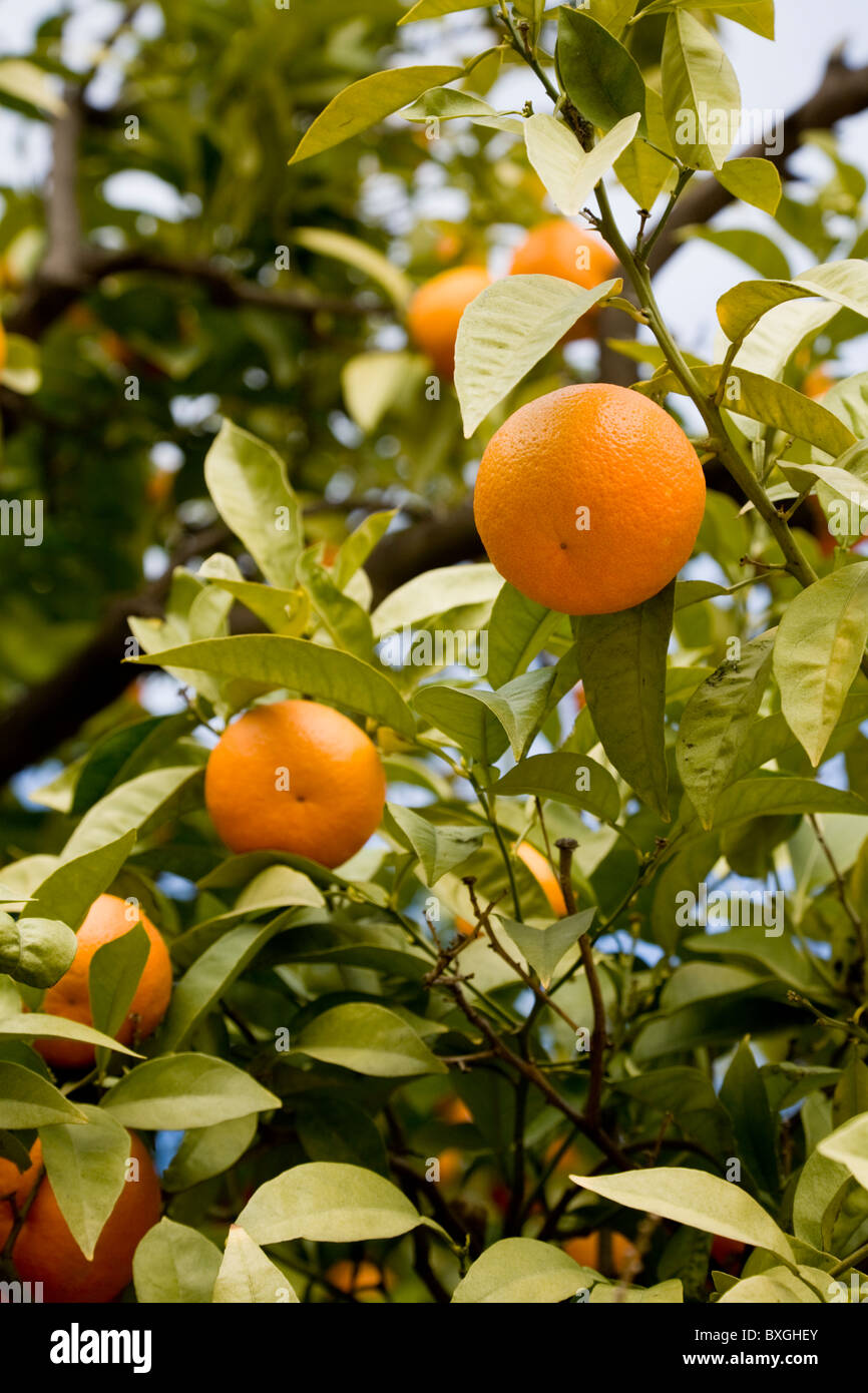 Oranges growing on an orange tree inside the walls of El Patio de