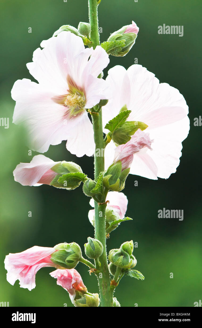 white mallow