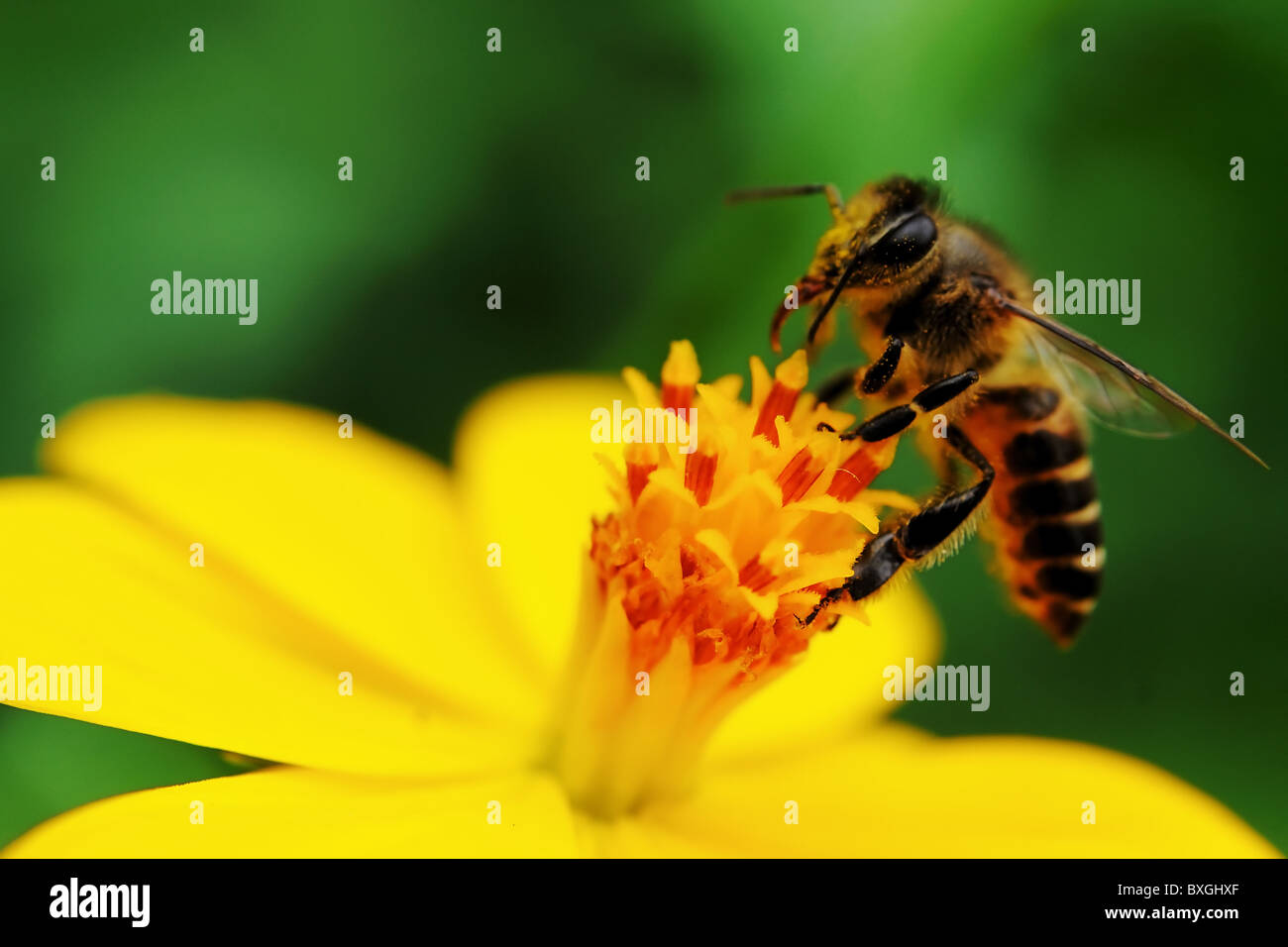 A bee busy drinking nectar from the flower Stock Photo Alamy