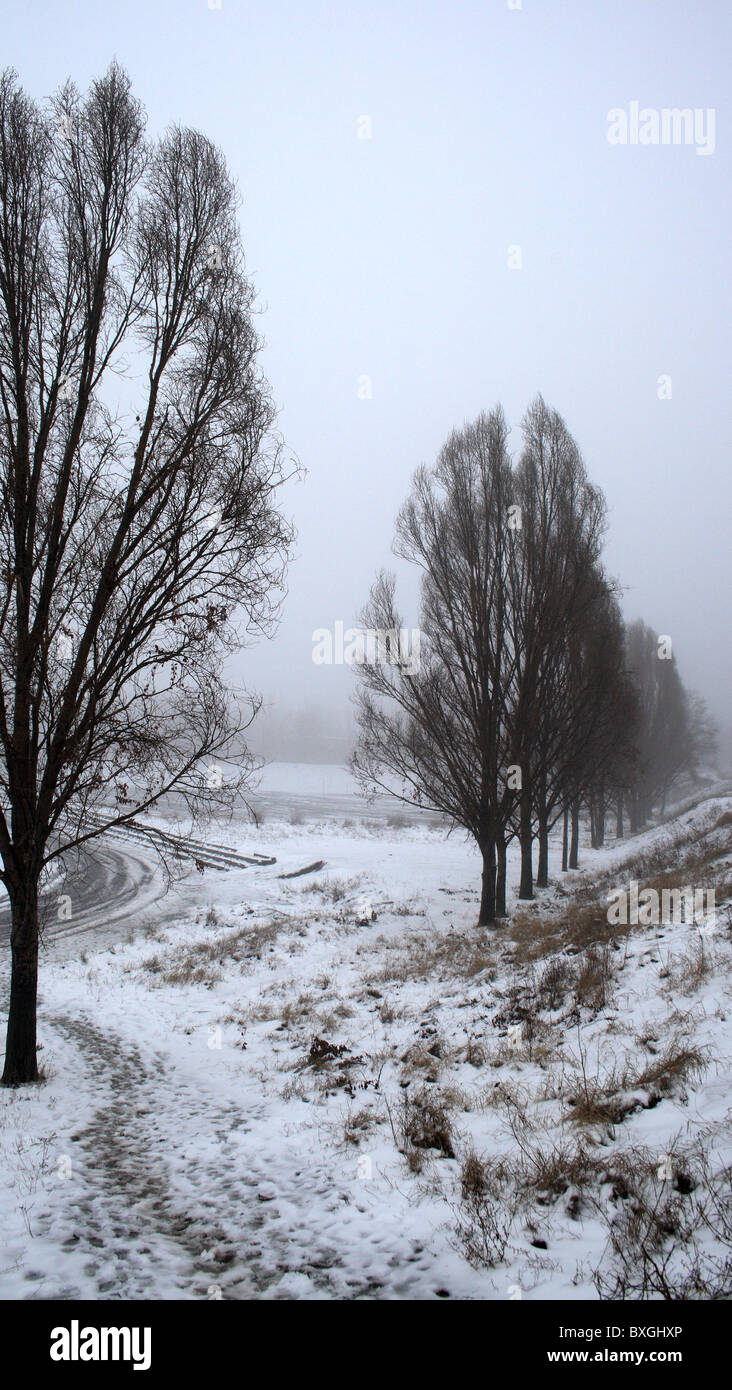trees in the mist in the winter day Stock Photo - Alamy