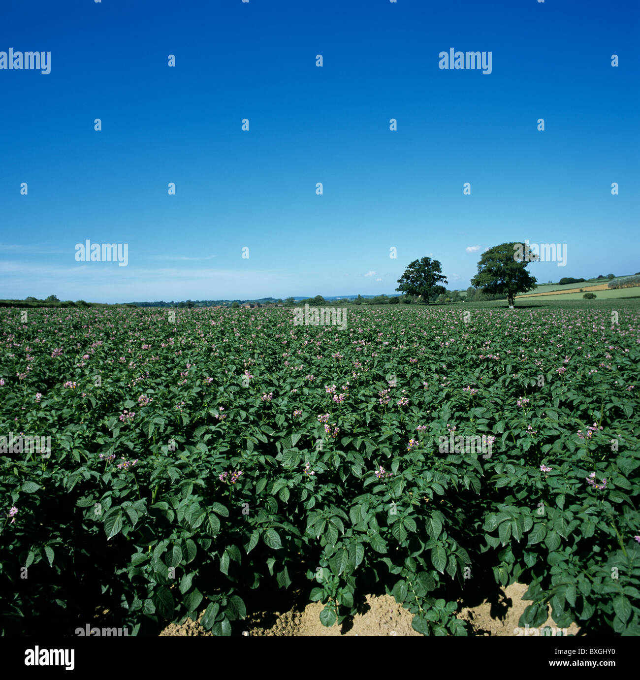 Flowering potato crop in the Somerset Levels on a fine summer day Stock Photo
