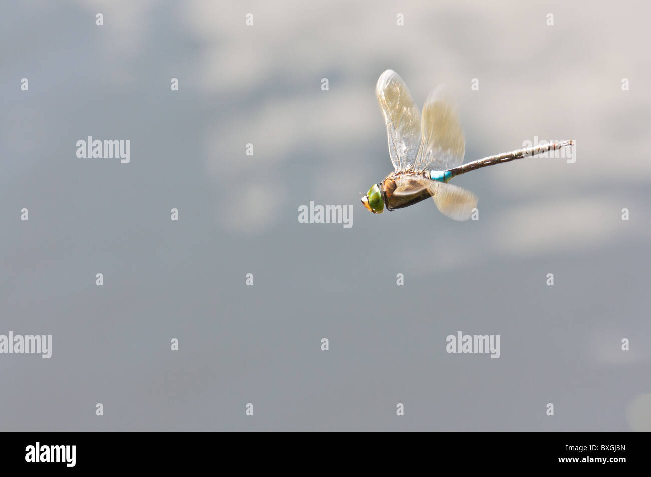 Close up of blue dragonfly (Odonata, mosquito hawk) in flight over the lake Stock Photo