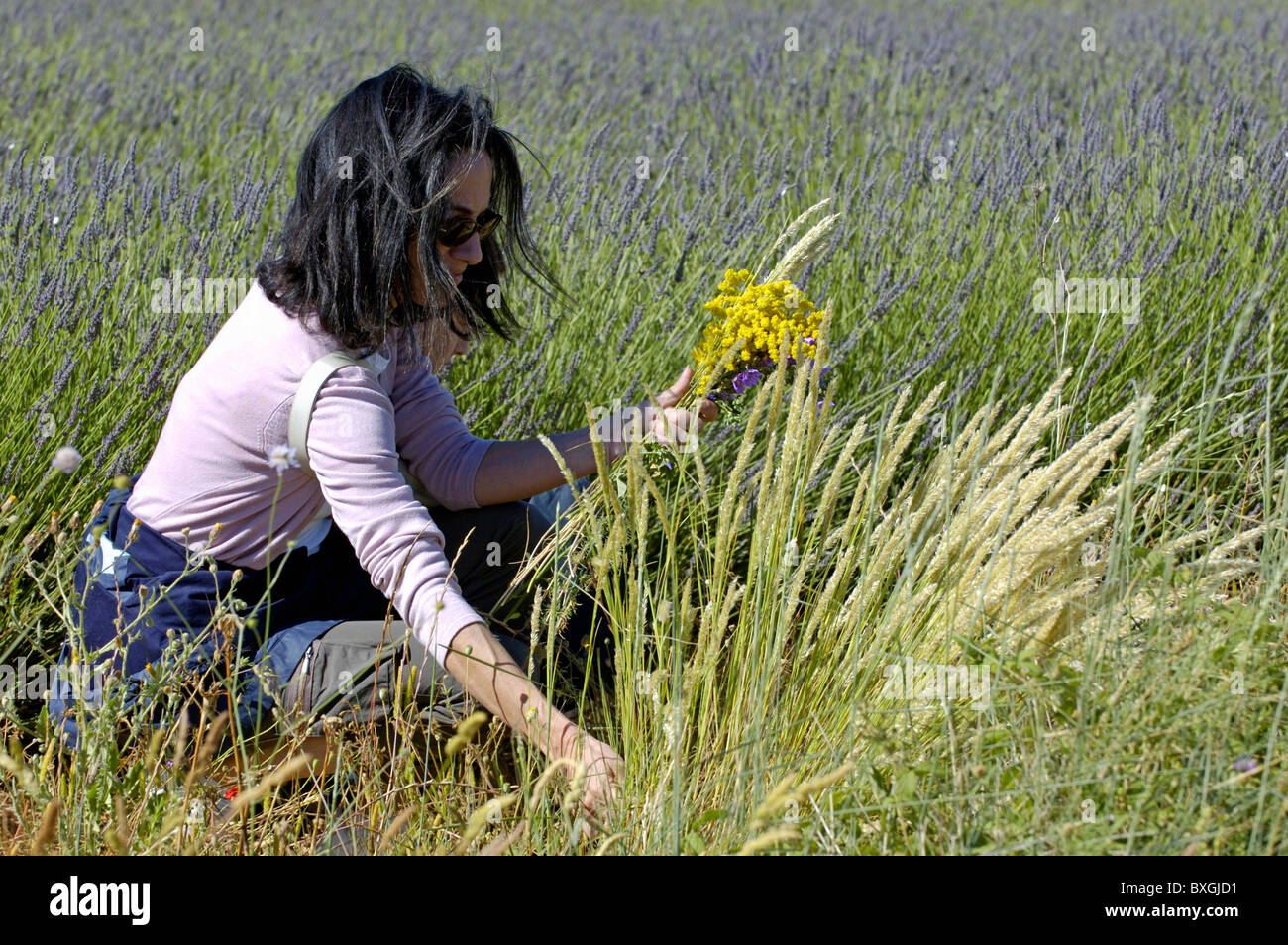 Woman kneeling while picking wildflowers in a lavender field. Stock Photo
