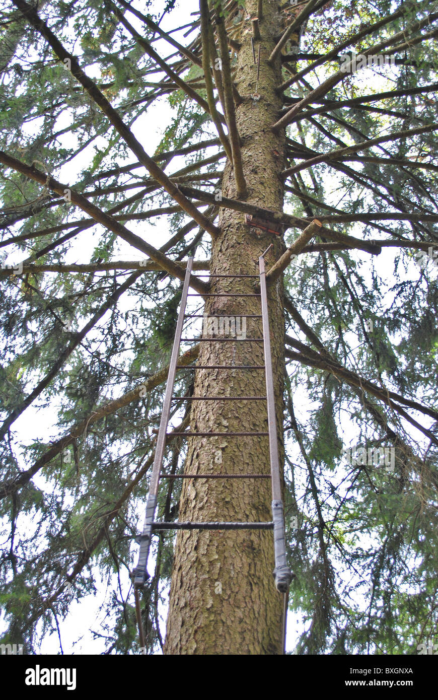 spruce iron staircase to climb trees and cut branches Stock Photo Alamy