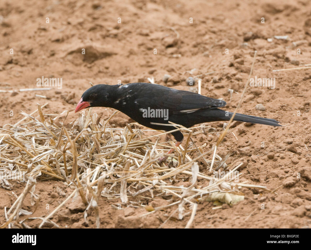 Male Red-billed Buffalo Weaver Bubalornis niger Kruger National Park South Africa Stock Photo