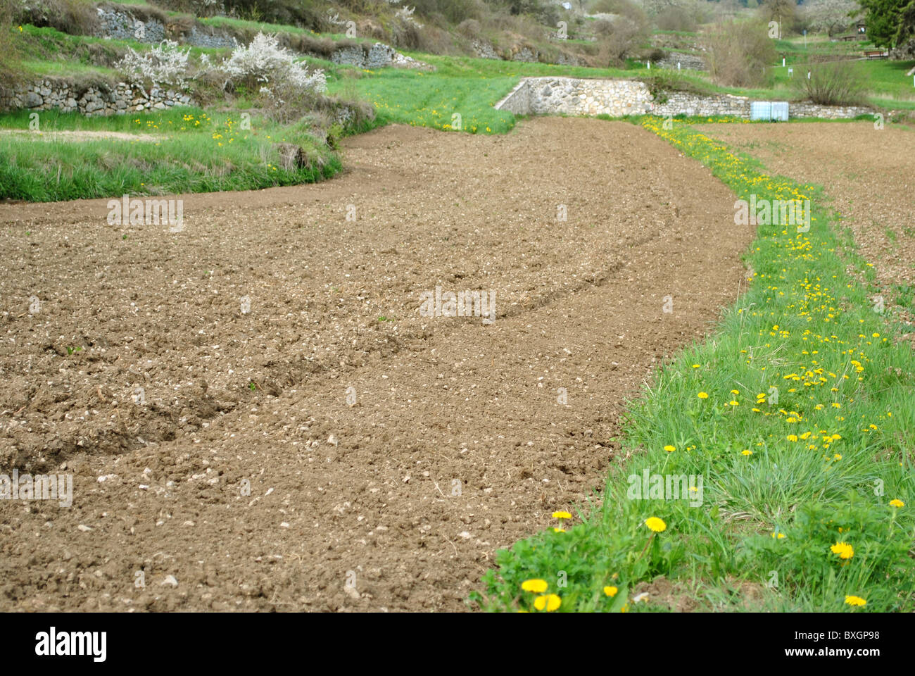 field for the organic cultivation of vegetables such as carrots, potatoes and cabbage mountain Stock Photo