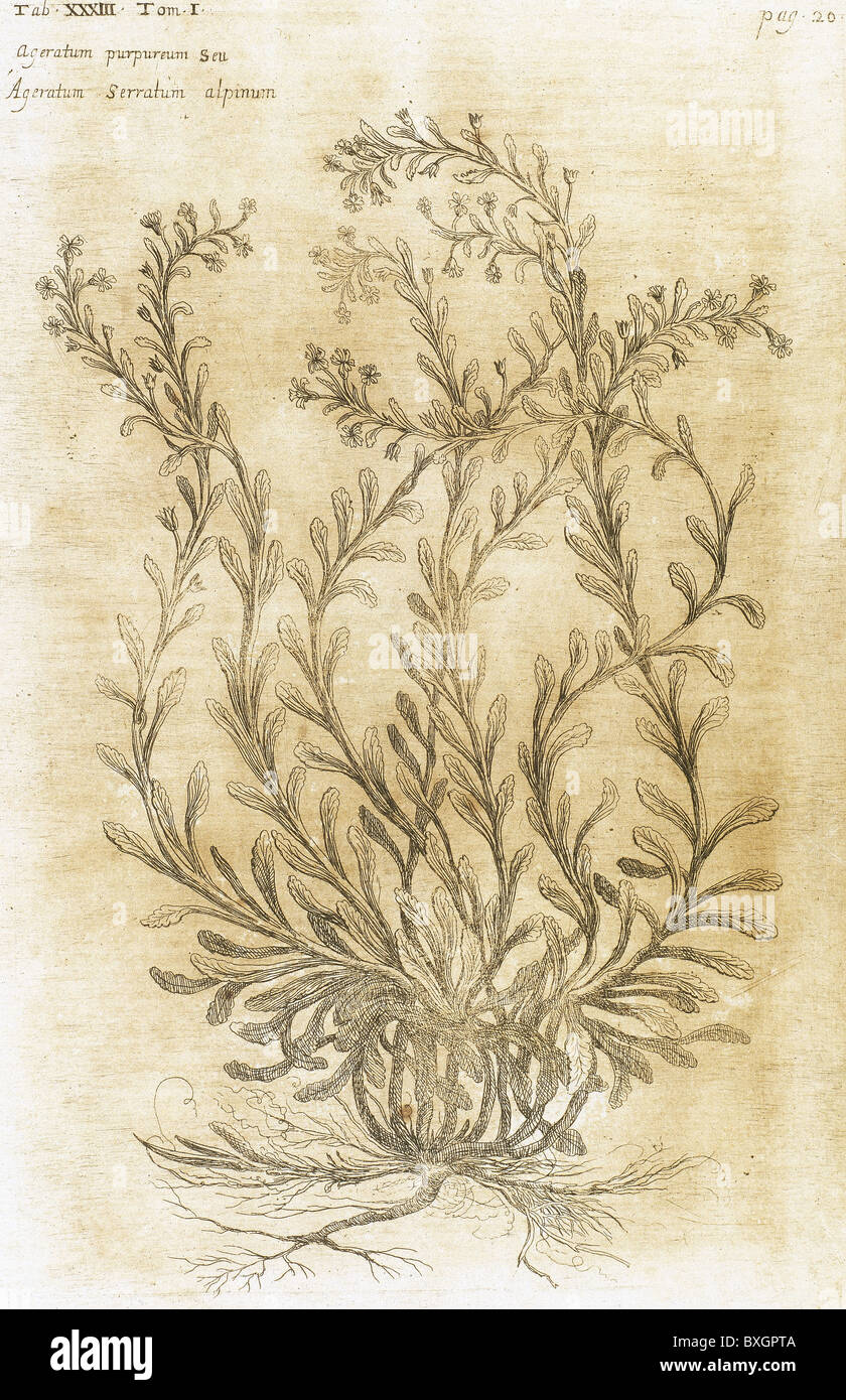 Ageratum. Seventeenth-century engraving in 'Bibliotheca Pharmaceutica-Medica' by J. Jacobi Mangeti. Stock Photo