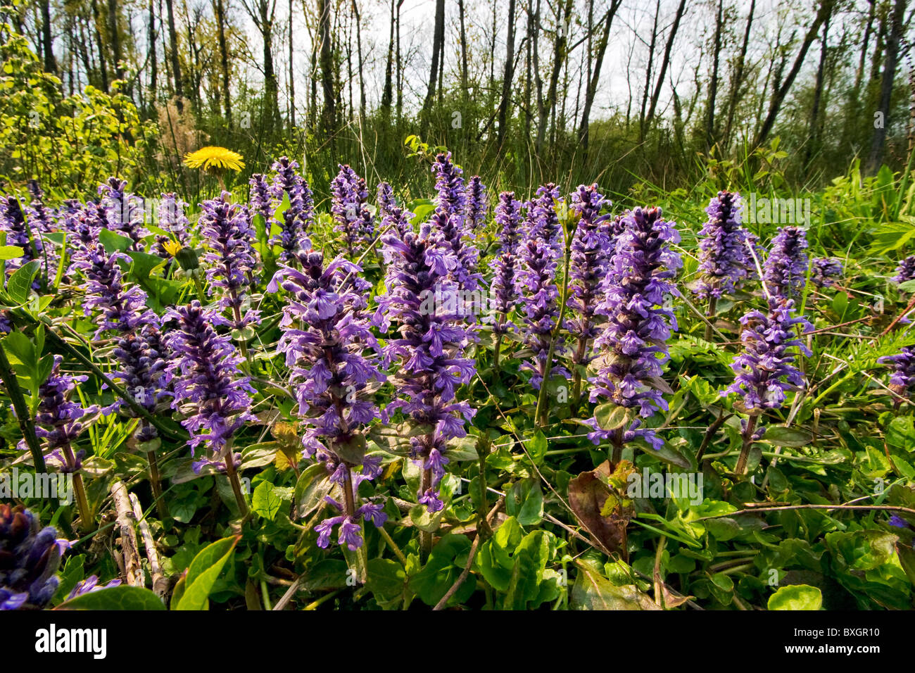 Bugle flowers hires stock photography and images Alamy