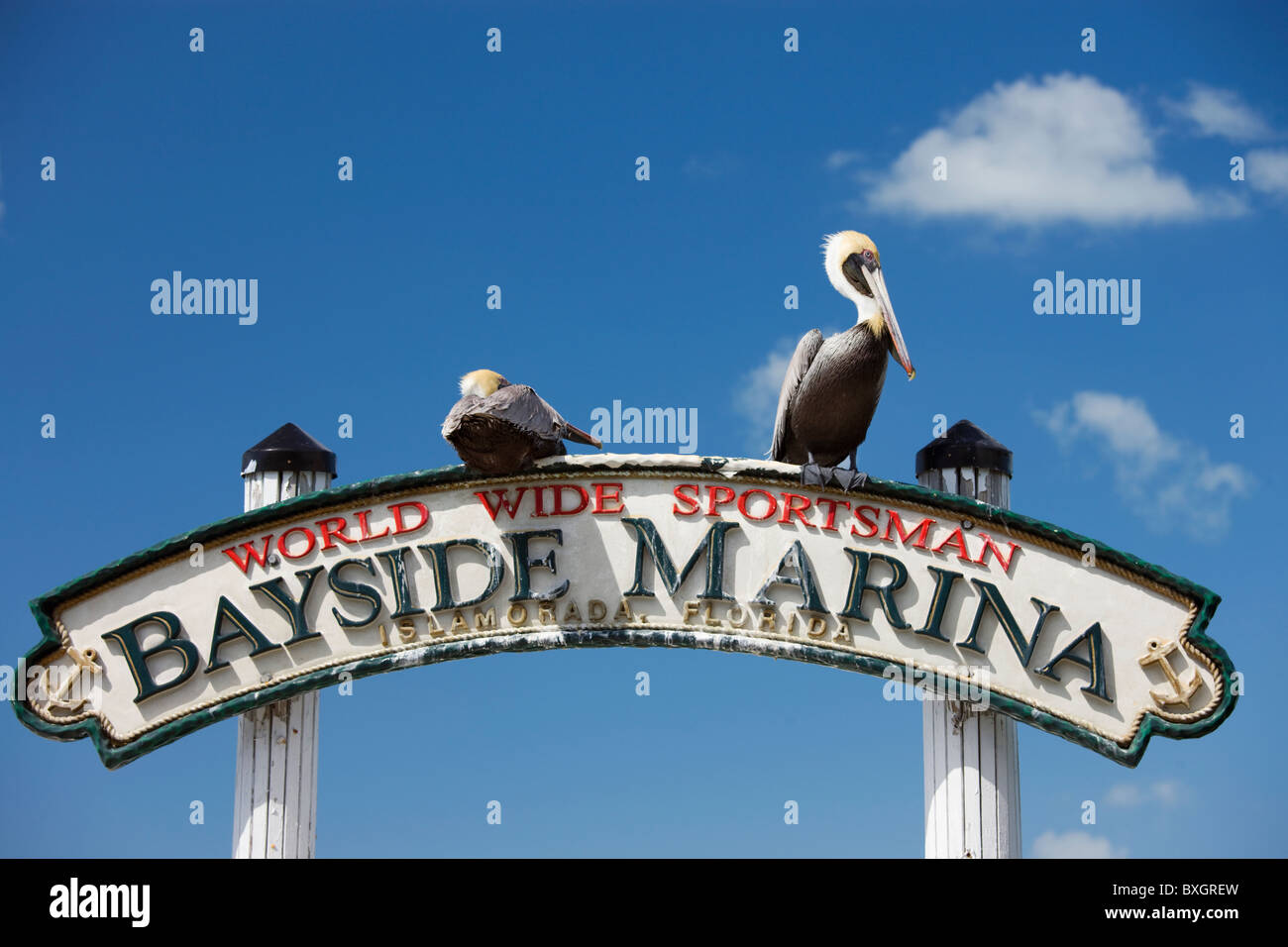 Brown Pelicans at Bayside Marina, Islamorada, Florida Keys, USA Stock Photo