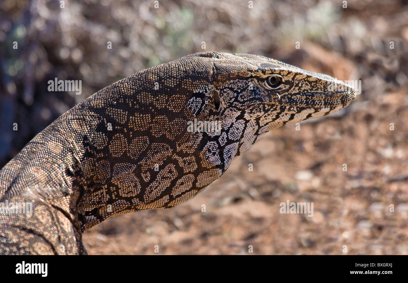 Perentie or Goanna Varanus giganteus the largest monitor lizard in Australia and the third largest on earth Stock Photo