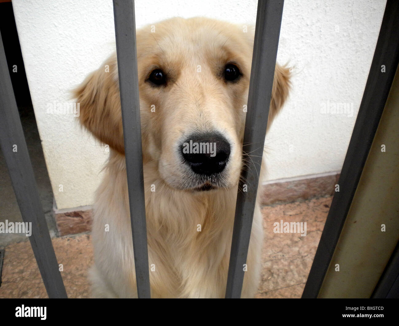 golden retriever behind the gate of the house sad waiting for owner ...