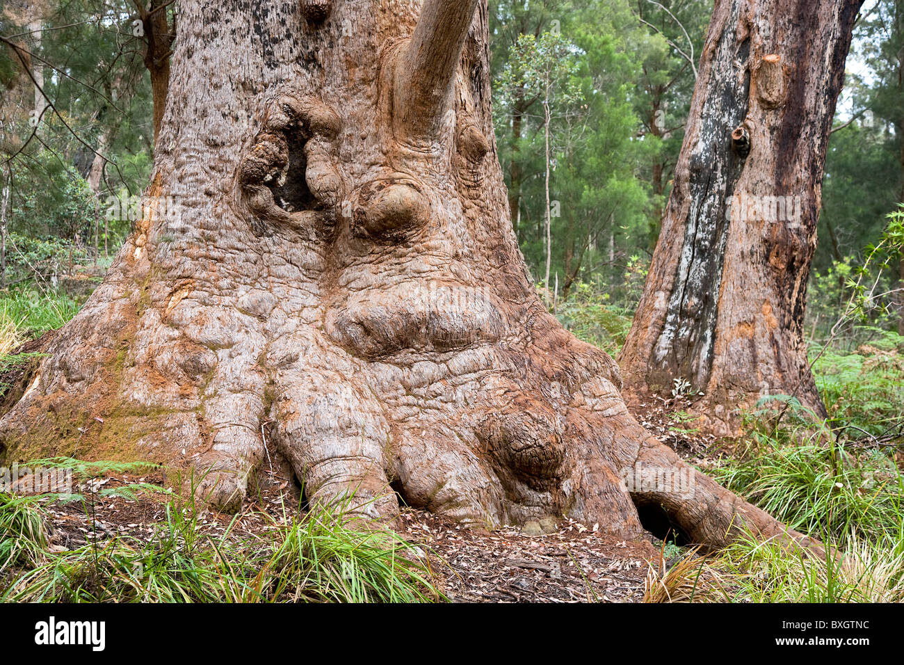 Massive trunk of a red tingle tree Eucalyptus jacksonii in the valley of the giants forest walk near Walpole  Western Australia Stock Photo