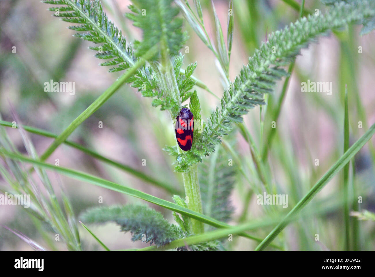 Insect colored hi-res stock photography and images - Alamy