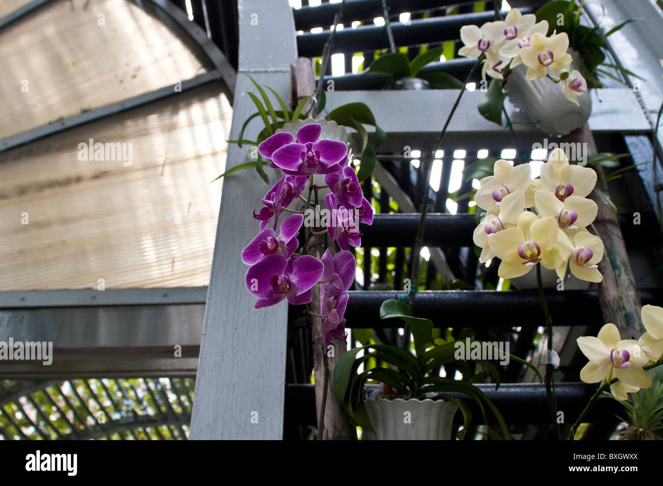 Orchid flowers, Botanical Gardens, Hong Kong Island, China Stock Photo