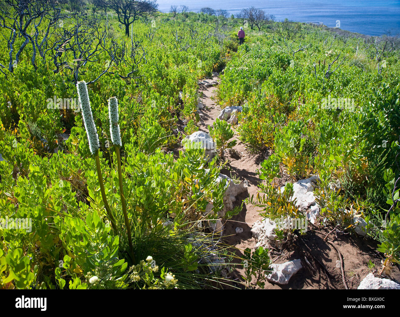 Footpath along Cape Naturaliste Western Australia amongst scrub bush with two Grasstree flower spikes Xanthorhoeae preissii Stock Photo