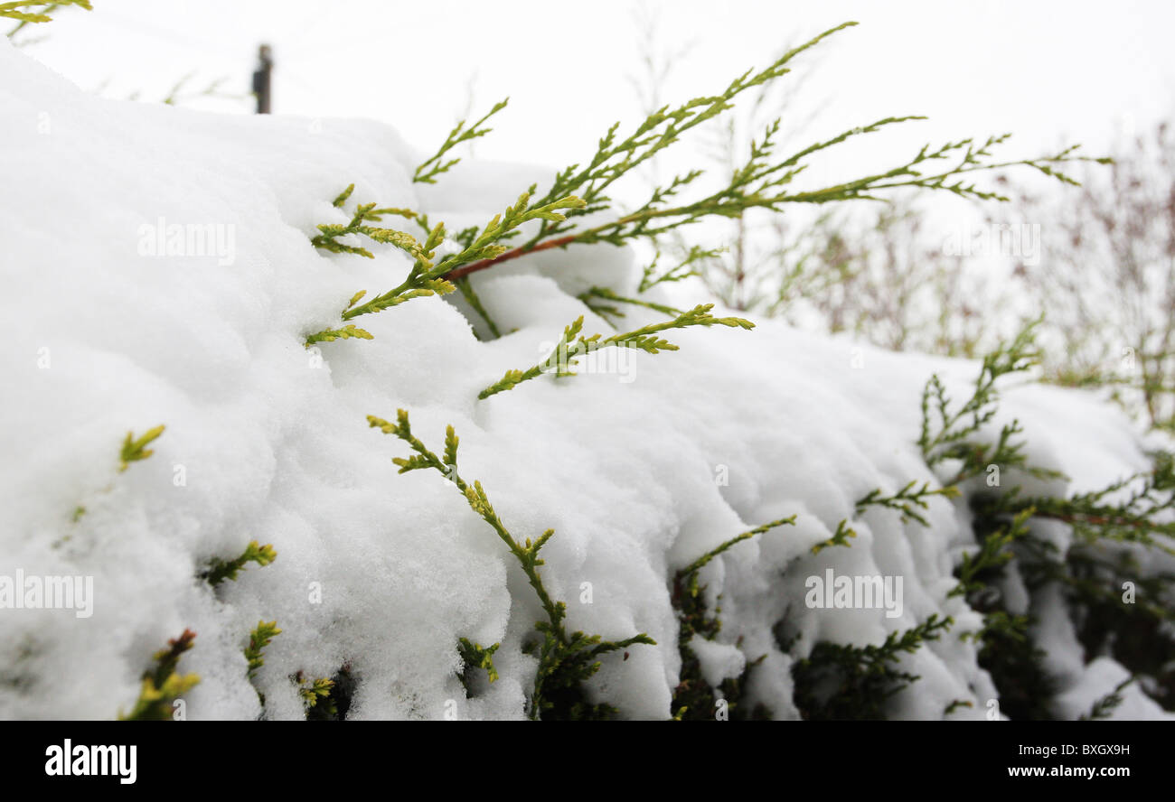 Leyland Cypress conifer covered in snow Stock Photo Alamy