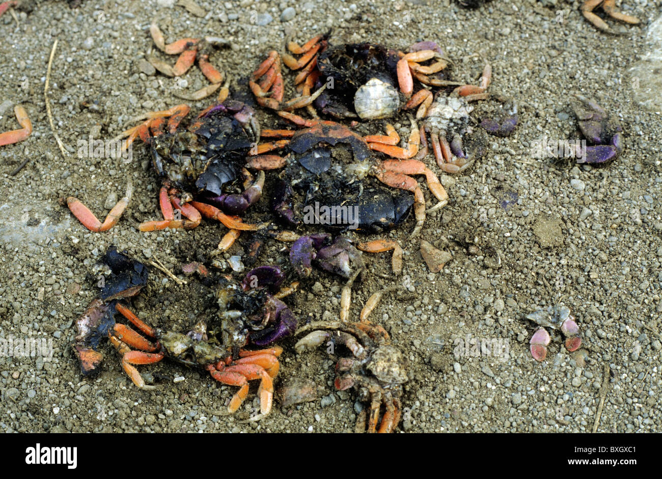 Costa Rica, dead crabs, Arthropoda, Crustaceae, Malacostraca Stock Photo