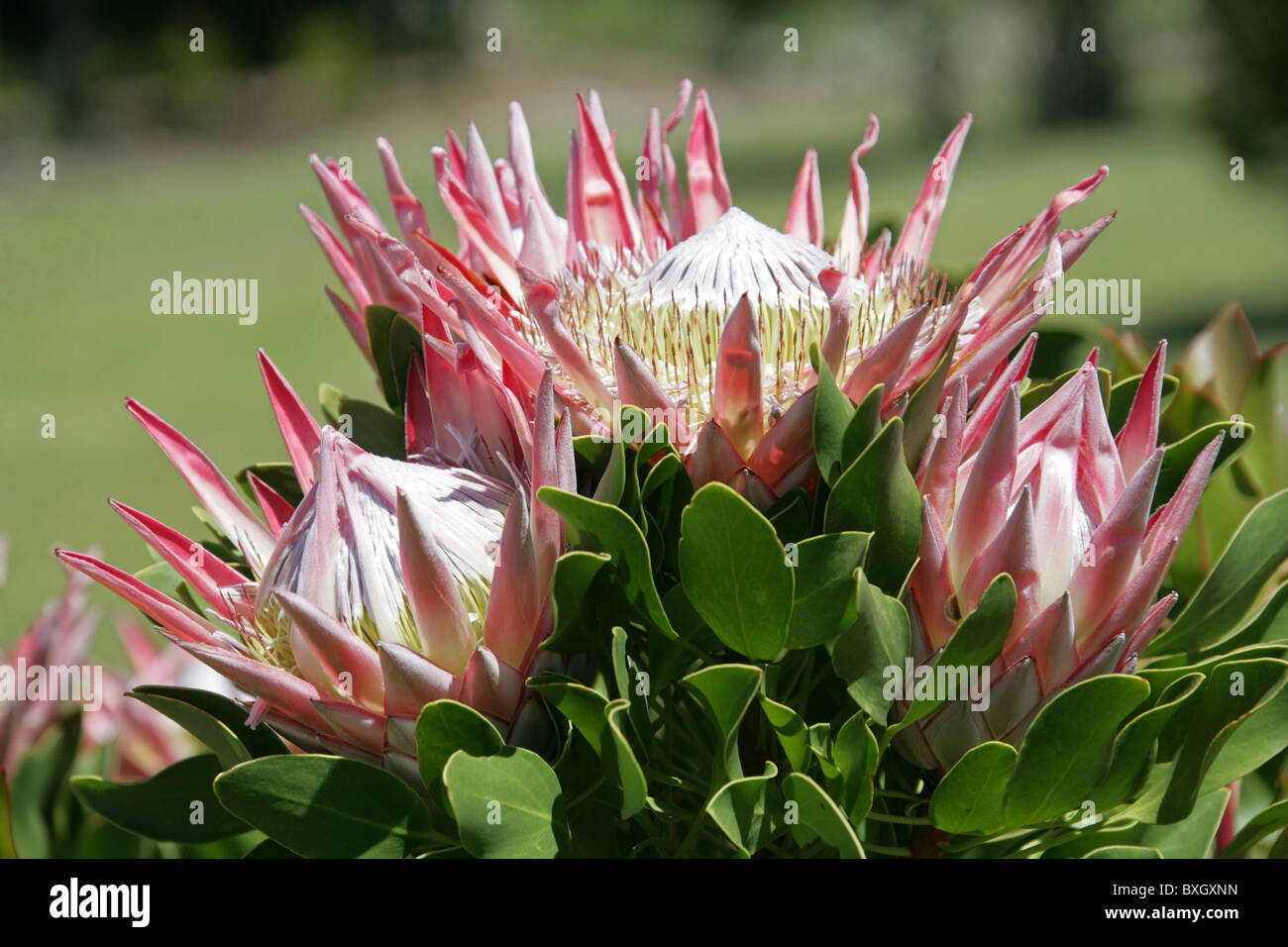 King Protea aka Giant Protea, Honeypot or King Sugar Bush, Protea