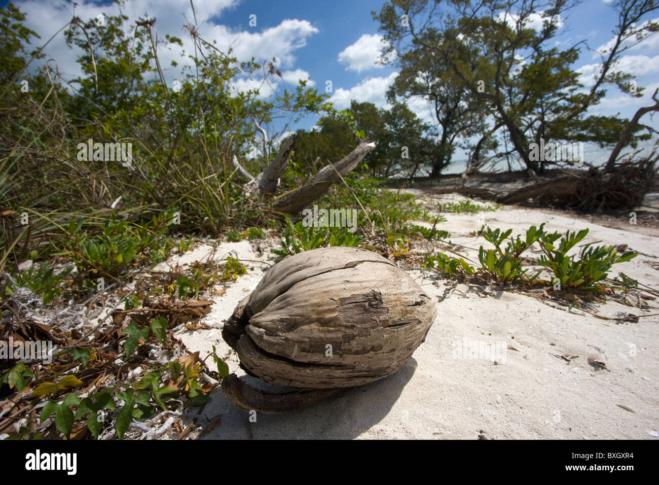 Coconut on white sand at idyllic beach in Islamorada, Florida Keys