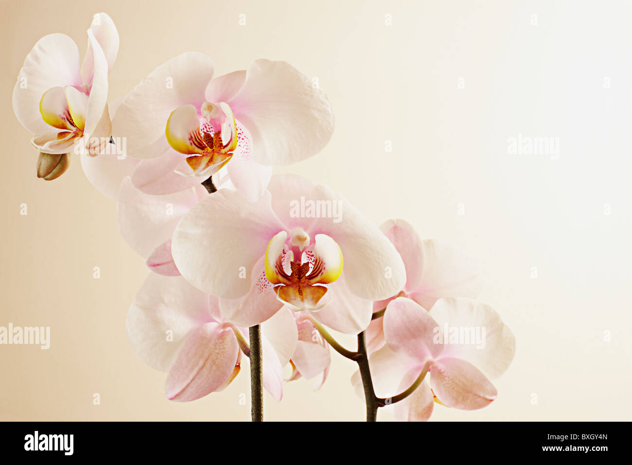 White Phalaenopsis Orchid on a cream background Stock Photo