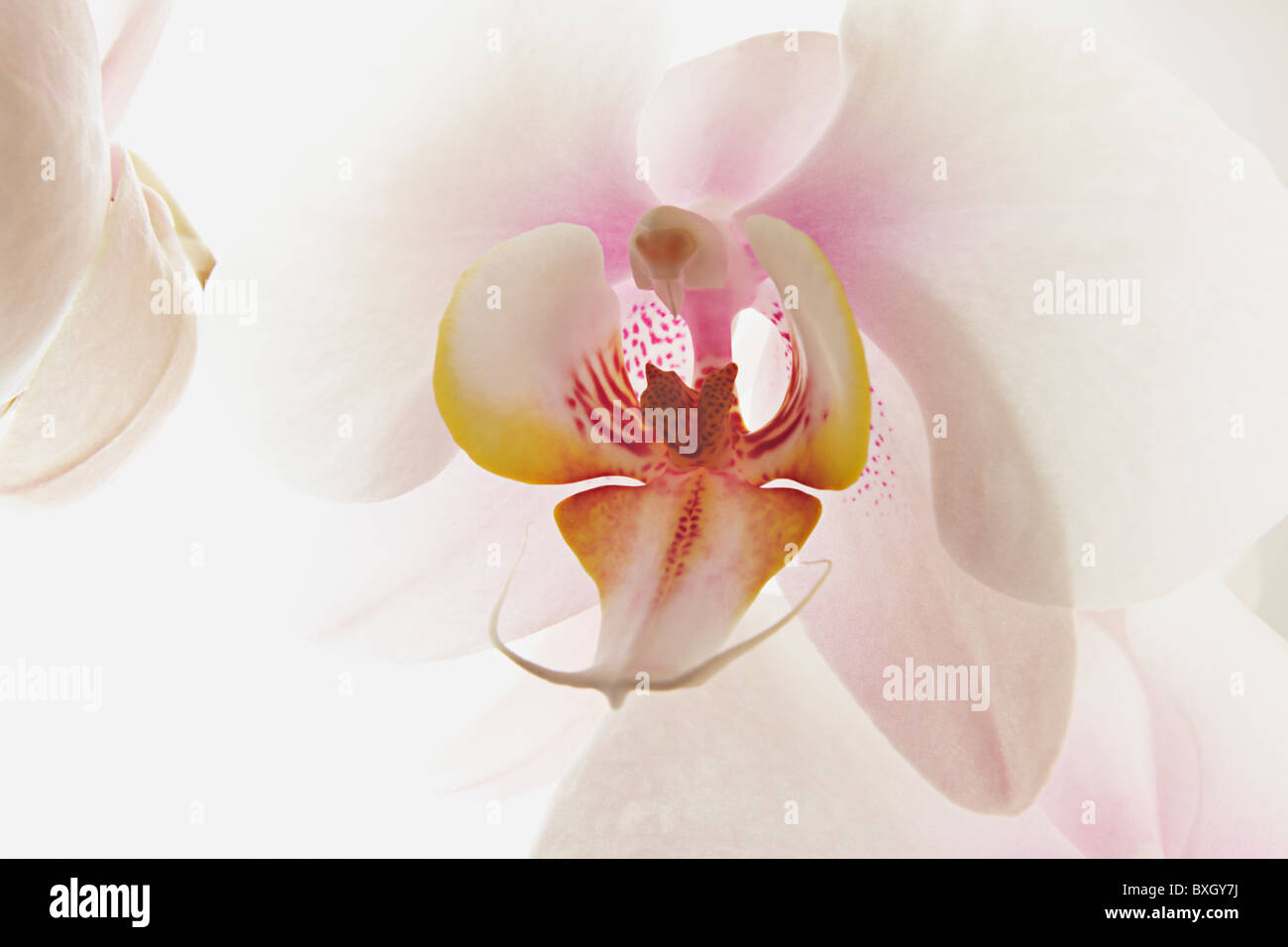 Close up of White Phalaenopsis Orchid Stock Photo