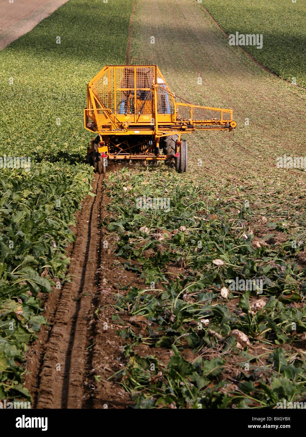 Sugar beet harvest Stock Photo Alamy