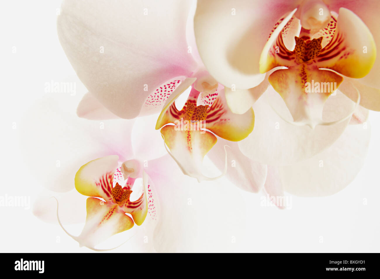 Three White Phalaenopsis Orchid Stock Photo