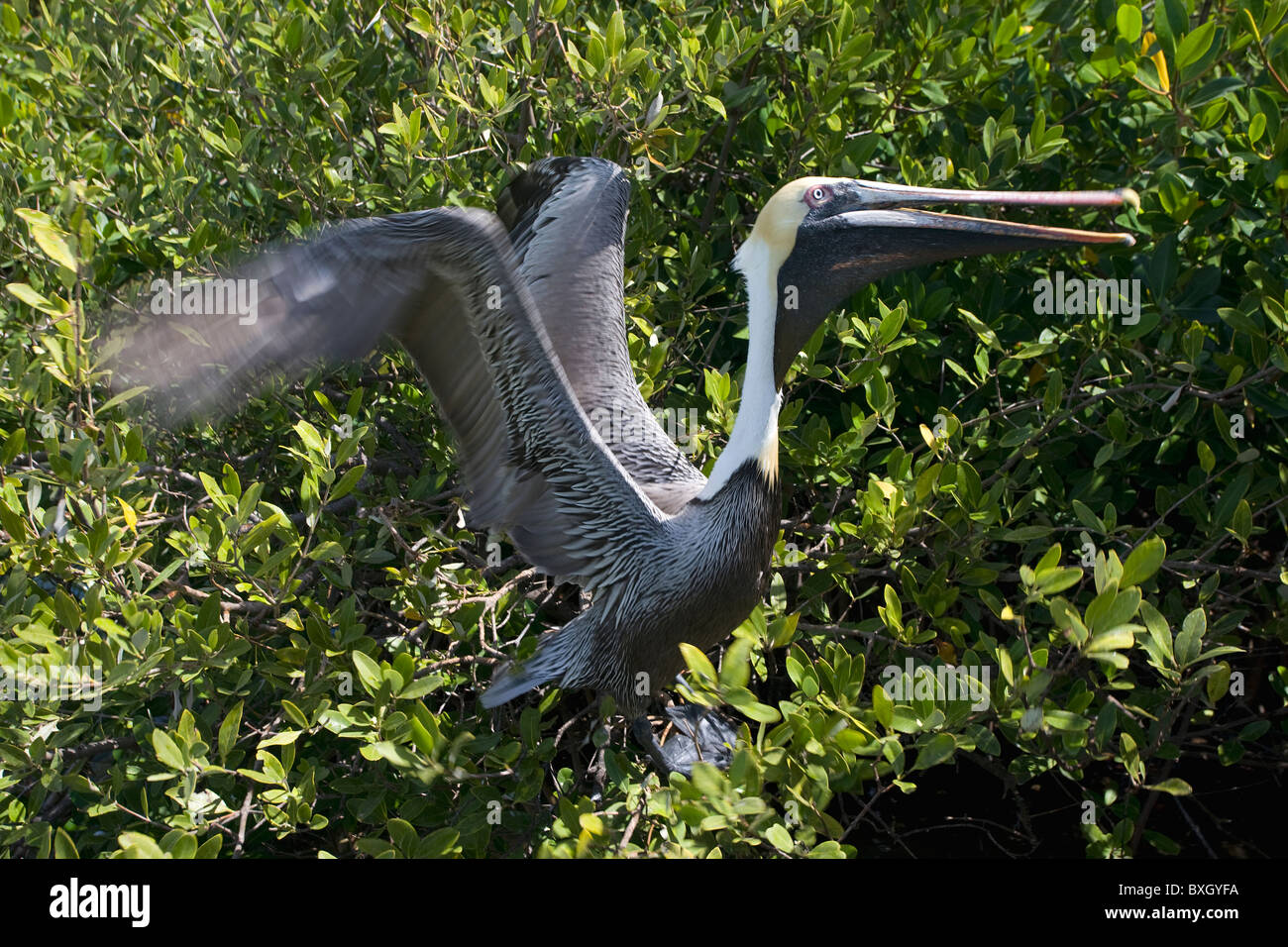 Brown Pelican takes flight from tree branches, Islamorada, Florida Keys, USA Stock Photo
