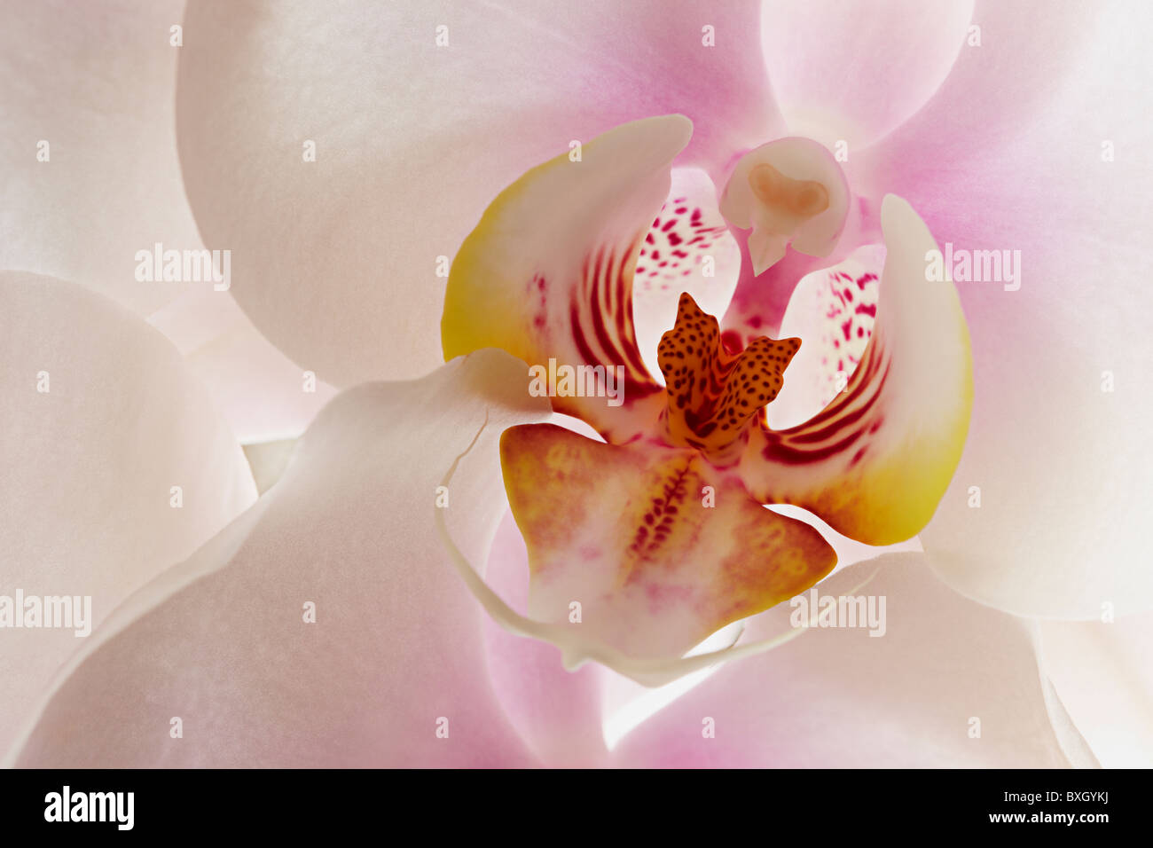 Close up of White Phalaenopsis Orchid Stock Photo