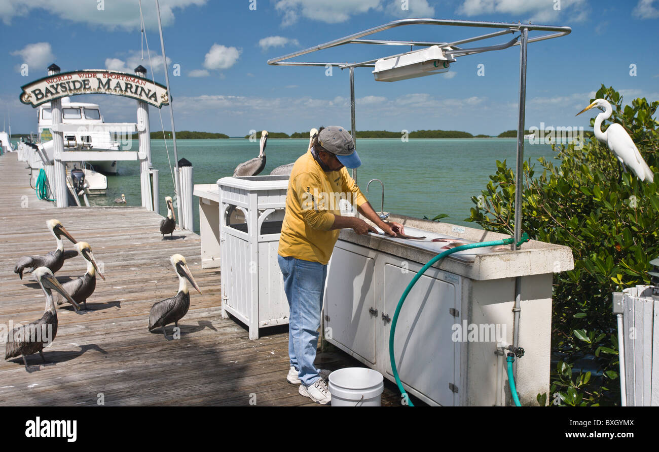 Fisherman at Bayside Marina gutting fish catch watched by Brown Pelicans and Great White Egret, Florida Keys, USA Stock Photo