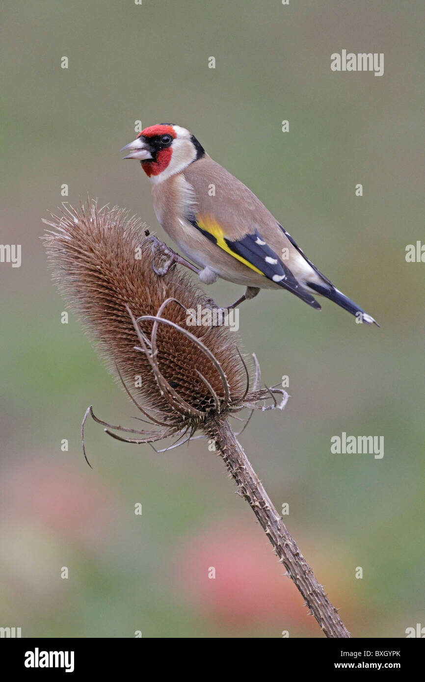 European Goldfinch on a teasel seed head Stock Photo