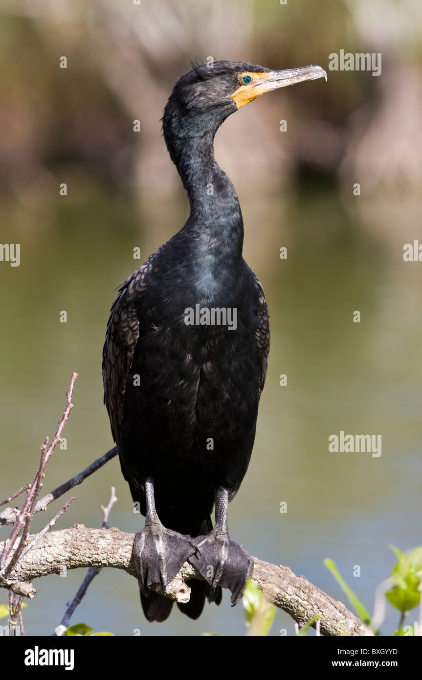 Cormorant, Everglades, Florida, United States of America Stock Photo