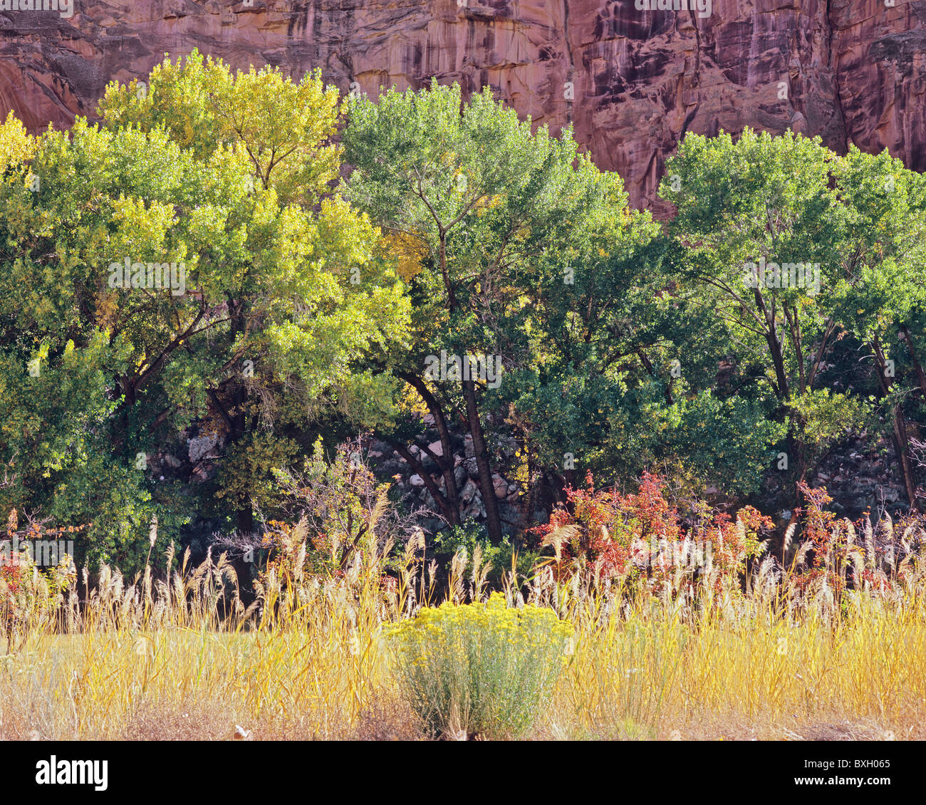 Autumn grasses and red rock cliff, Capitol Reef National Park, southern