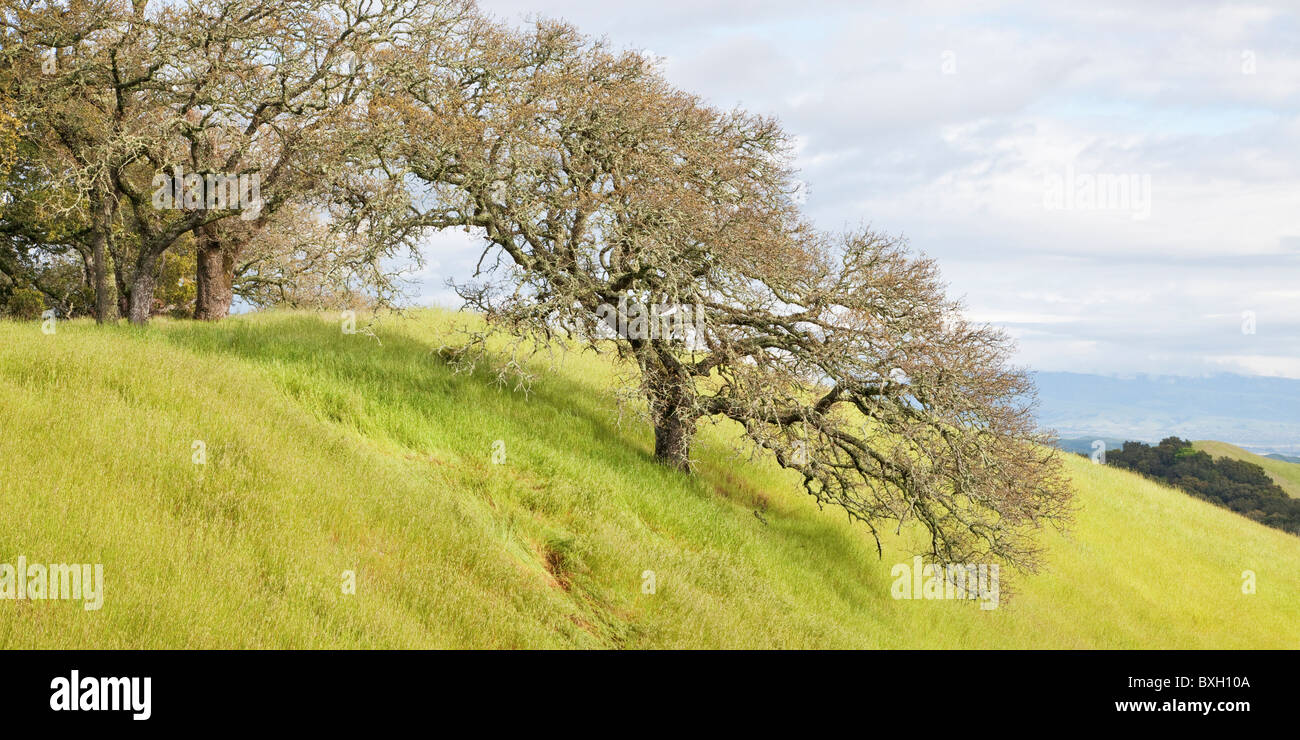 Picturesque coastal oak, Mount Diablo State Park, California, USA Stock Photo