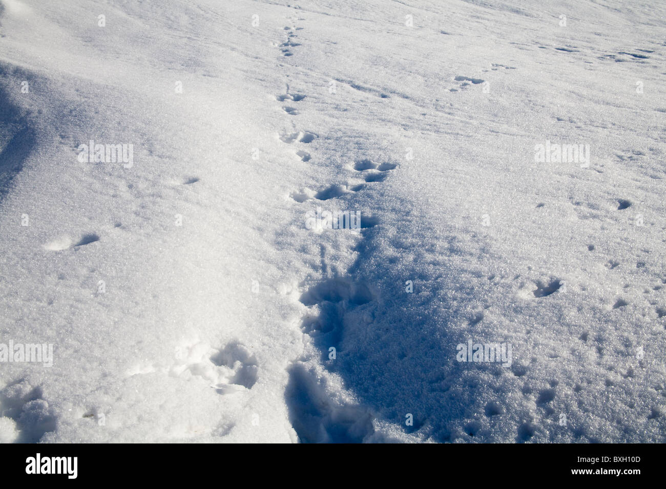 UK Animal footprints in deep snow Stock Photo Alamy