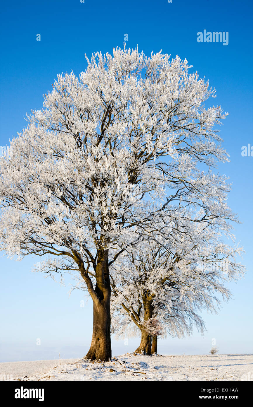 Winter trees covered with Hoarfrost, Fenwick Moors, Scotland Stock Photo