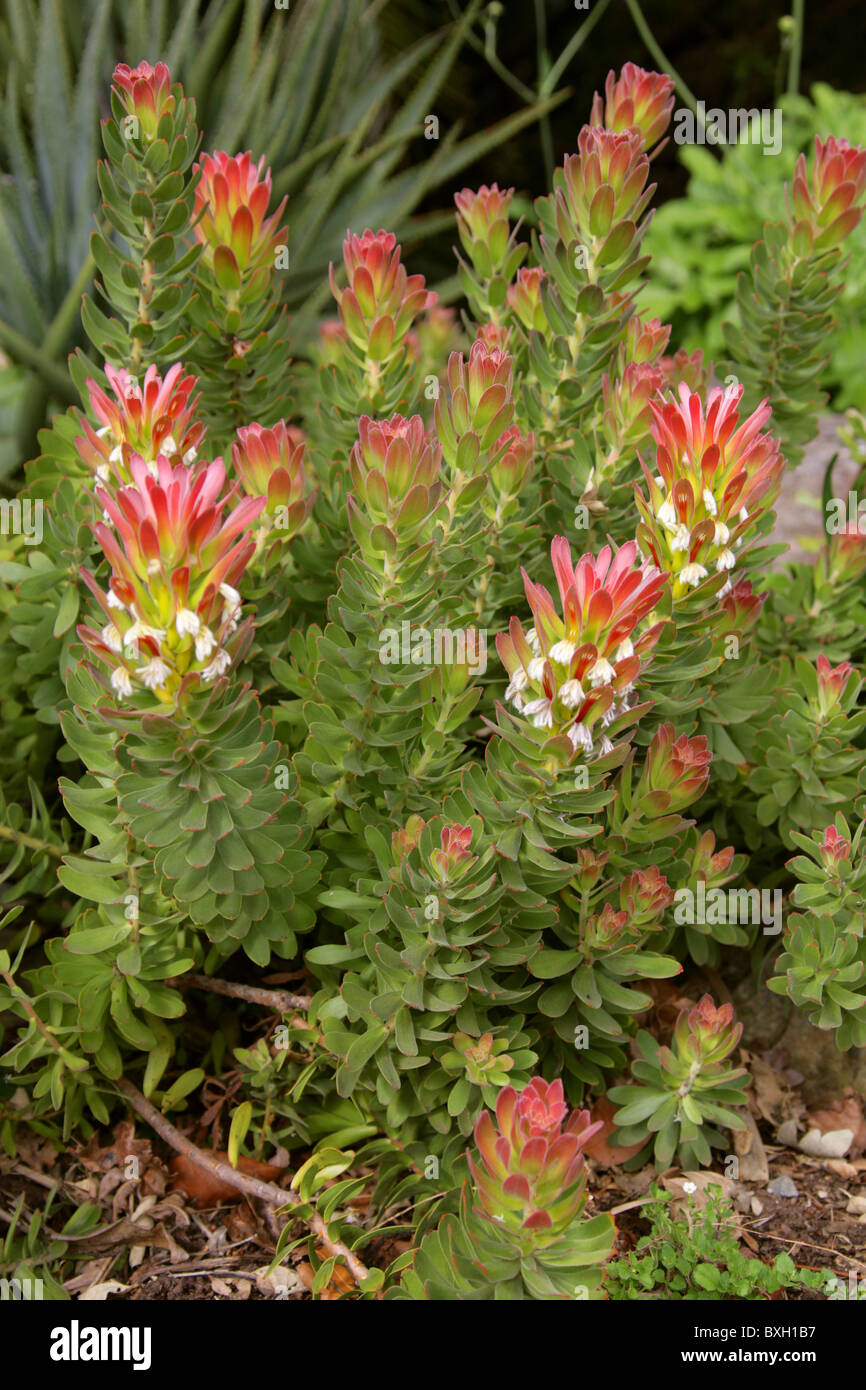 Common or Red-Crested Pagoda, Mimetes cucullatus, Proteaceae. Western Cape, South Africa. Protea Flower. Stock Photo