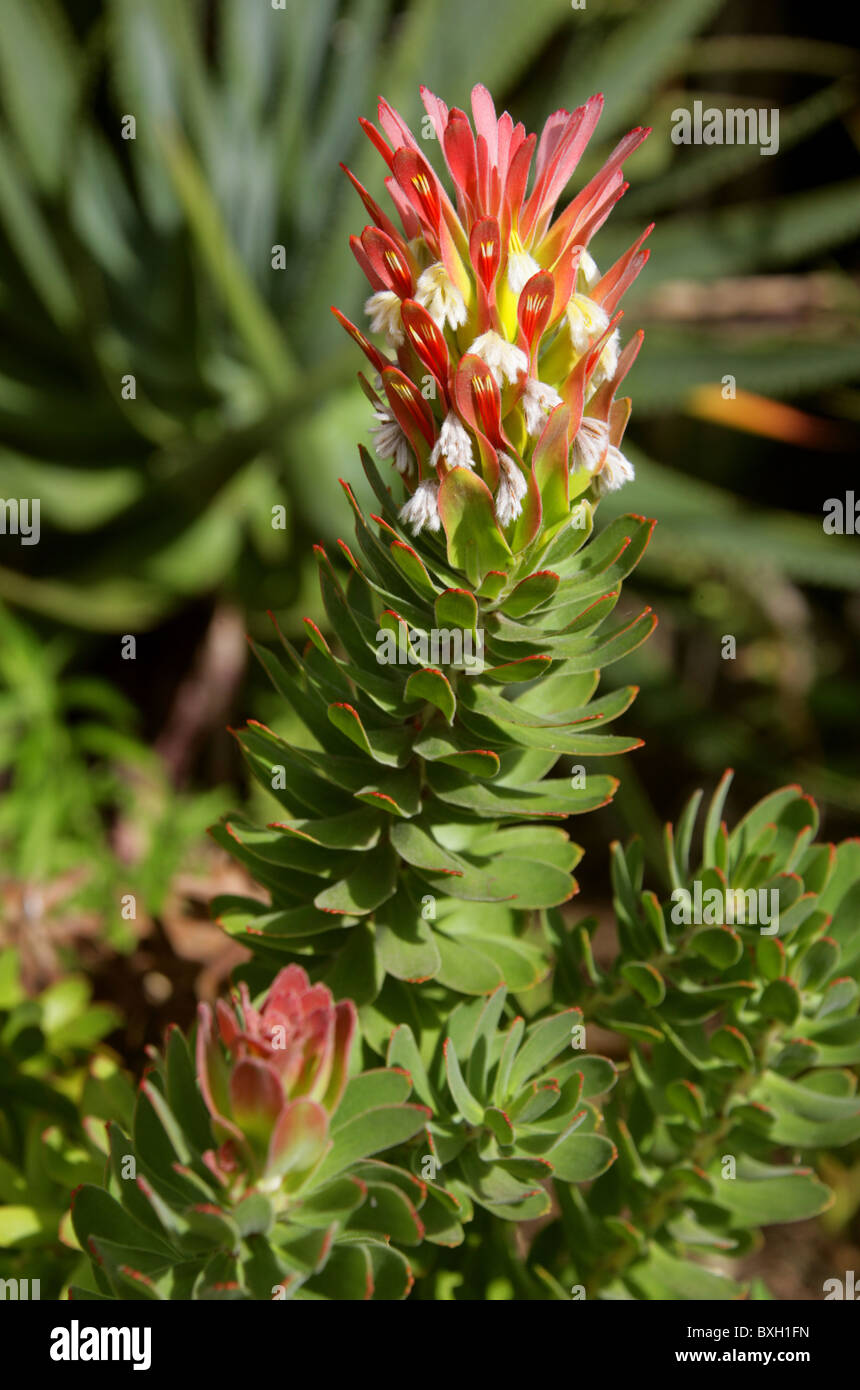 Common or Red-Crested Pagoda, Mimetes cucullatus, Proteaceae. Western Cape, South Africa. Protea Flower. Stock Photo
