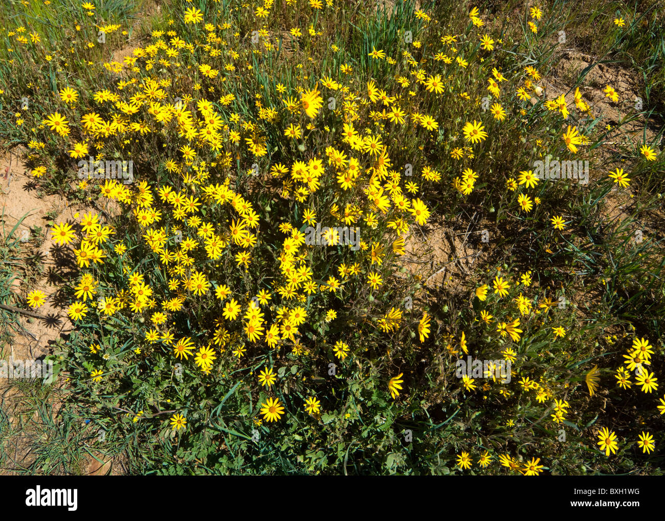 Wildflowers Desert Bloom Namaqualand South Africa Stock Photo