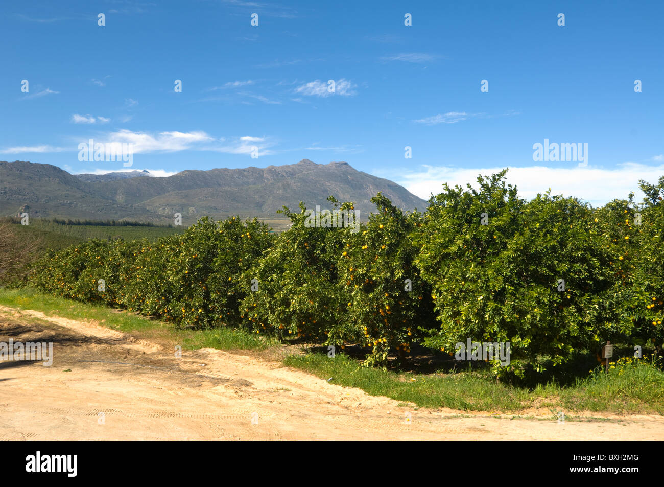 Orange plantation hires stock photography and images Alamy