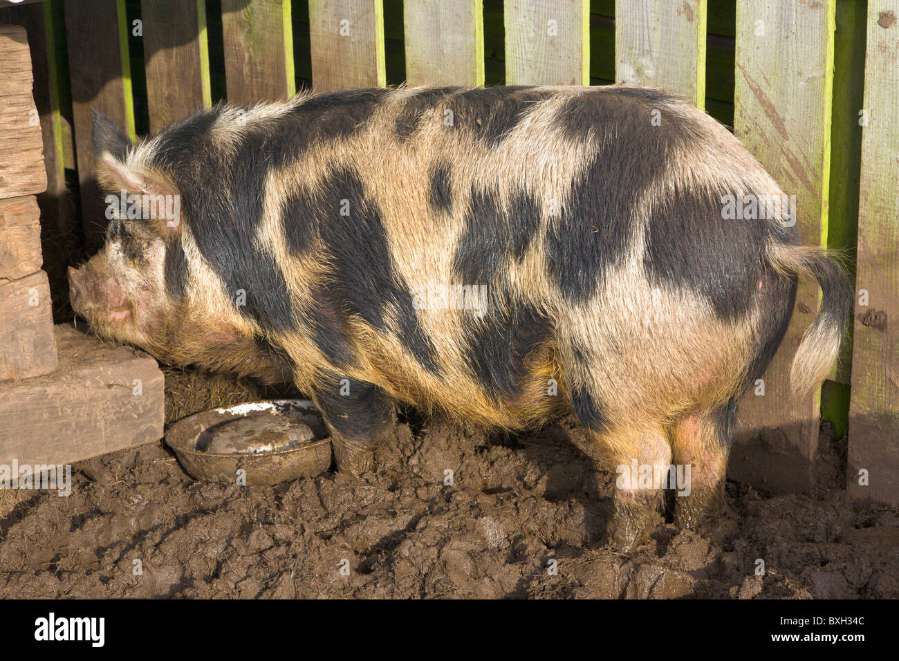 Kune Kune Pig in pigsty Stock Photo Alamy