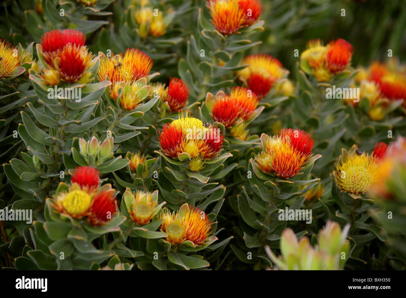 Tufted Pincushion Protea, Leucospermum oleifolium, Proteaceae. Mountain Fynbos, Western Cape, South Africa. Stock Photo
