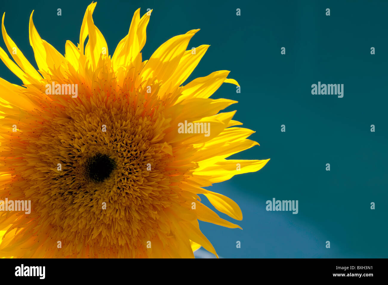 Yellow Chrysanthemum Against a Blue Background Stock Photo