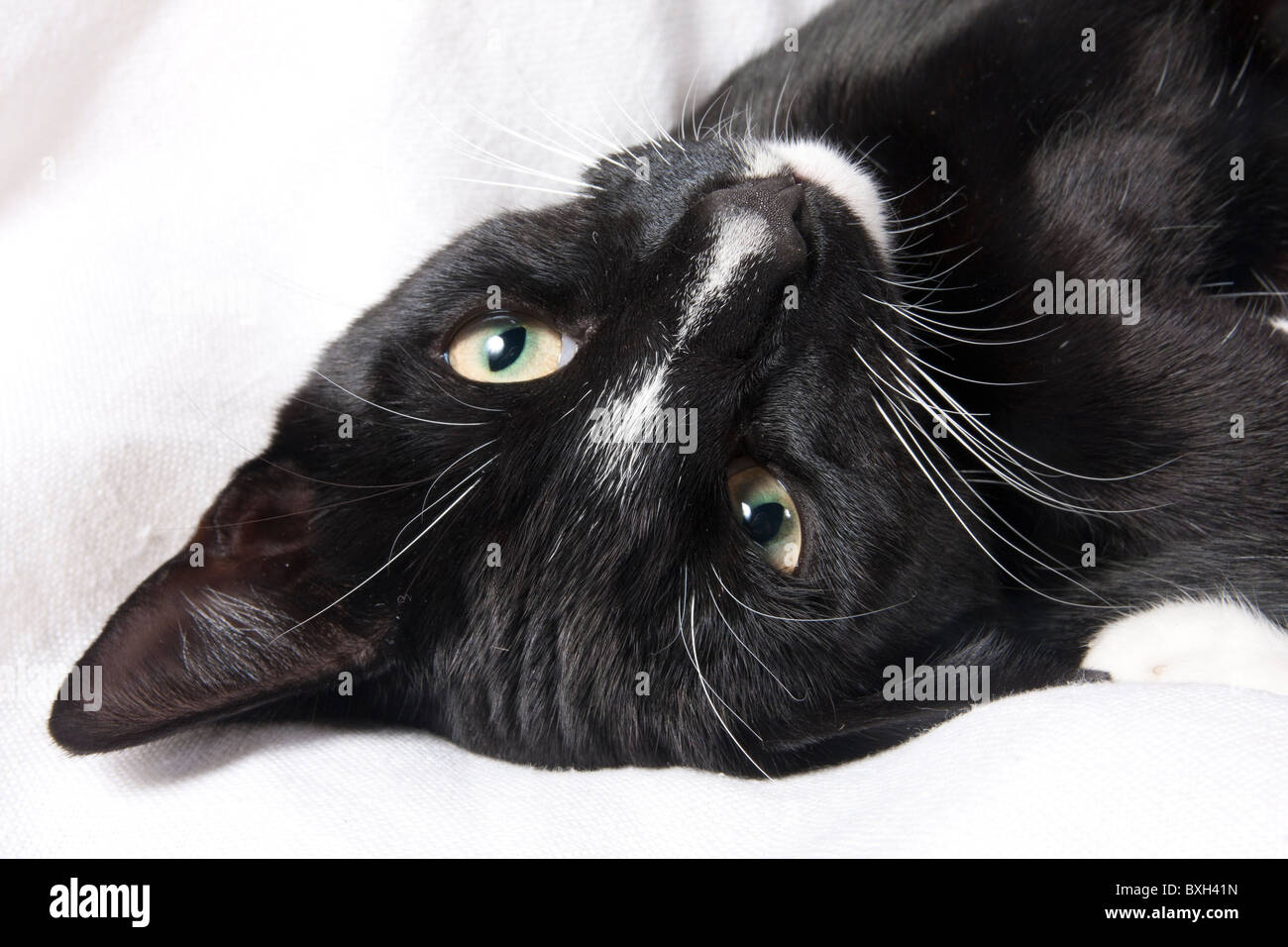 black and white kitten curled up Stock Photo - Alamy