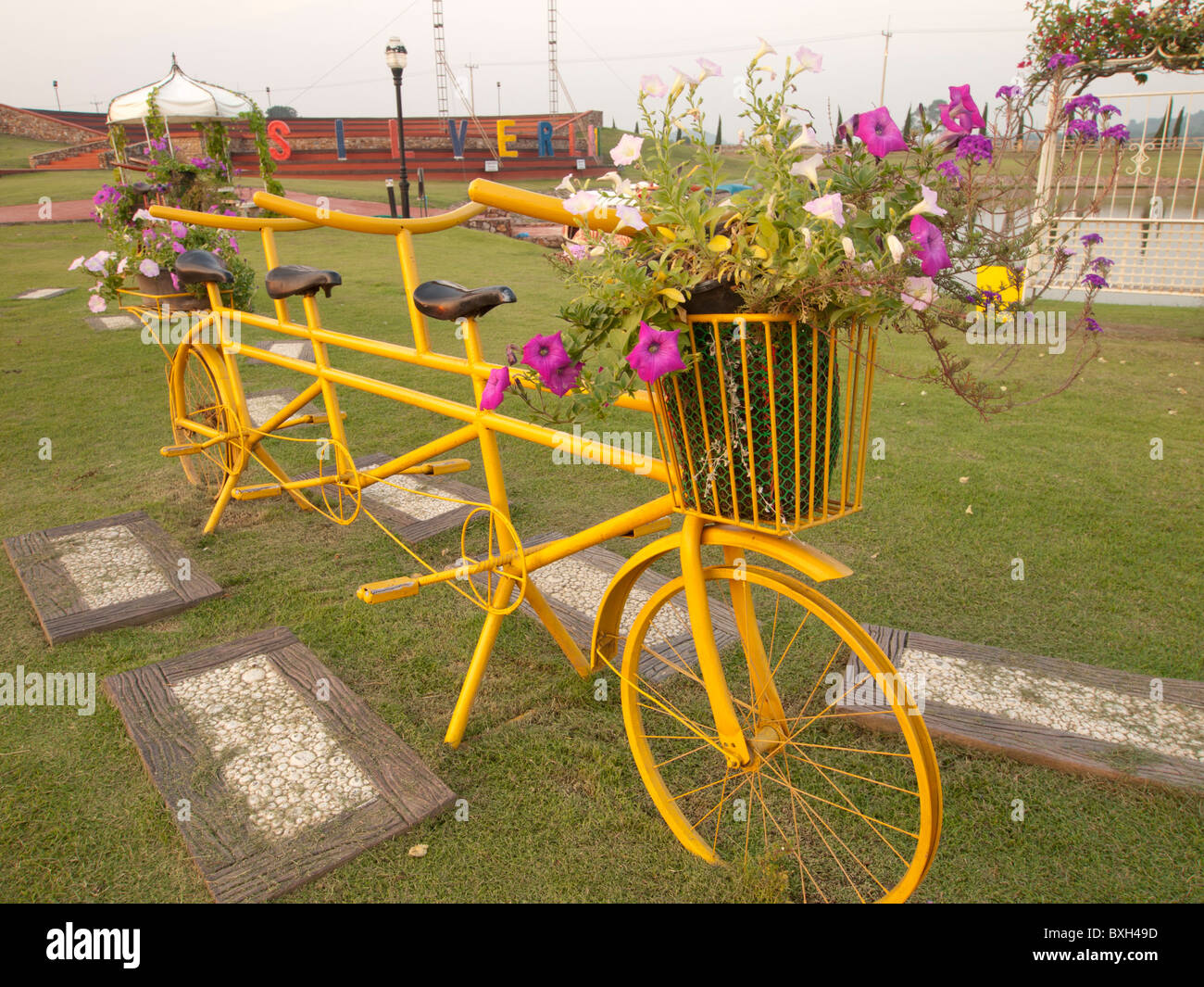 A yellow 3 seats bicycle is a garden decoration with flower pot on the basket Stock Photo