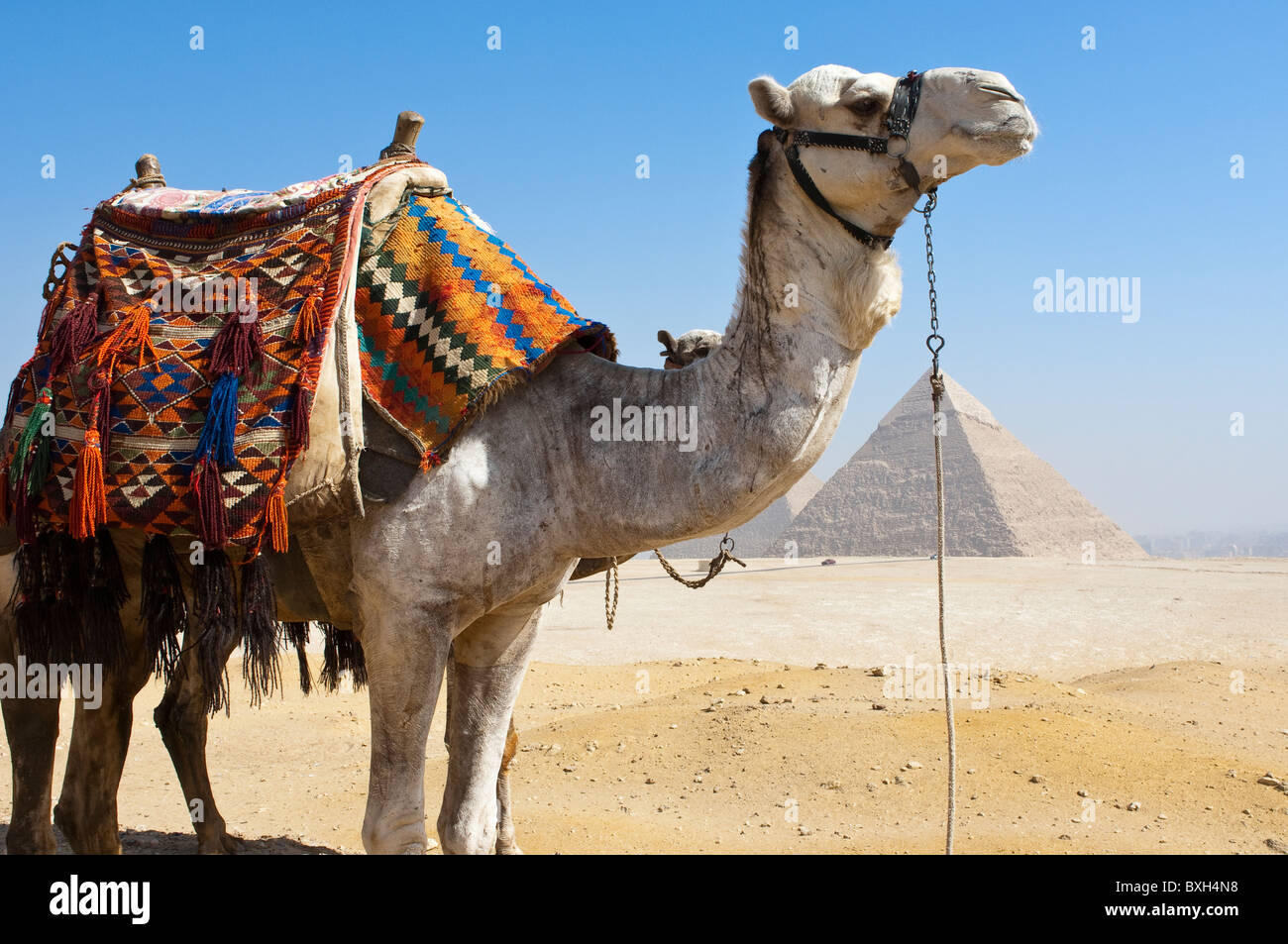 Egypt, Giza. Camel and at the Great Pyramids at the Giza Necropolis ...