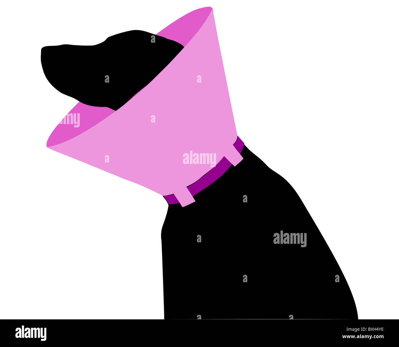 Dog with ruff Stock Photo Alamy