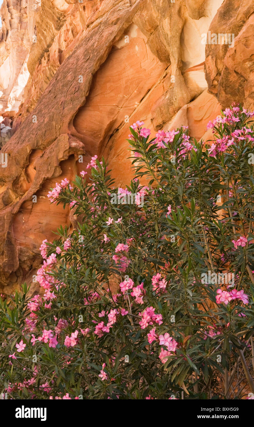 Flowers desert middle east hires stock photography and images Alamy