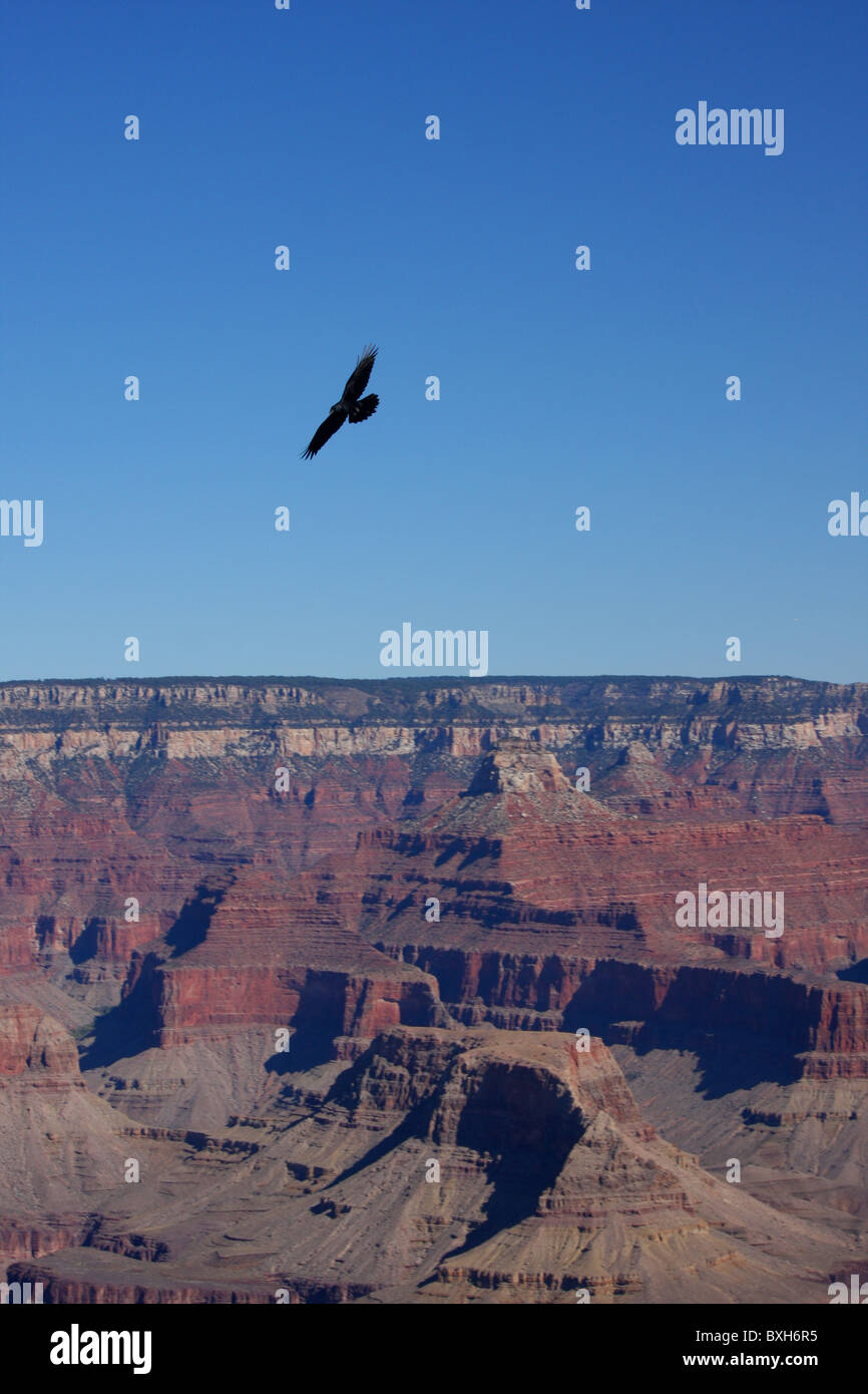 Raven over Grand Canyon Stock Photo - Alamy